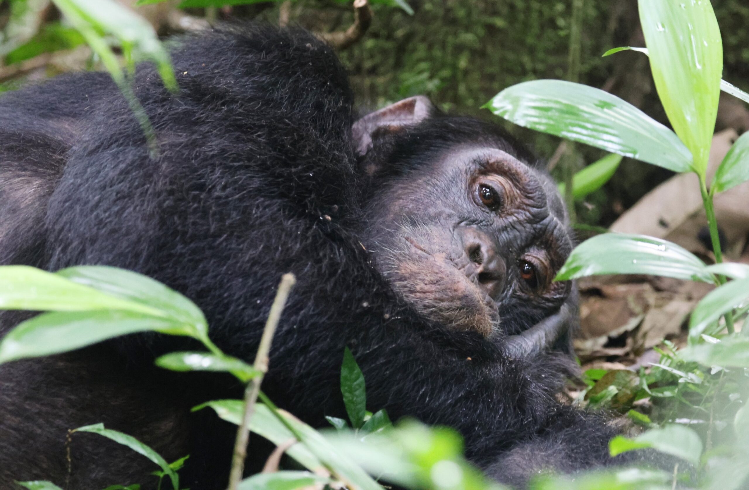 chimpanzees - self drive car rental Uganda