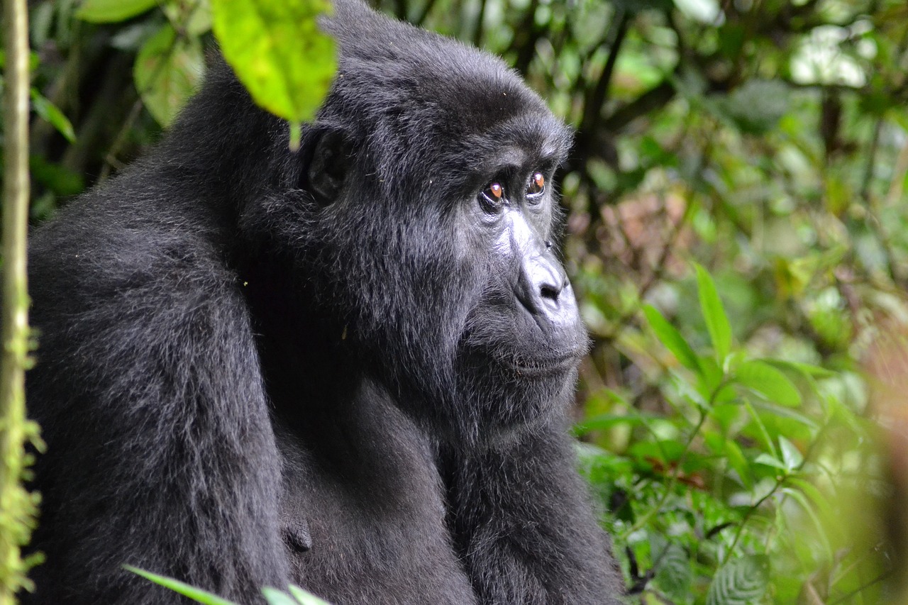 gorillas - self drive car rental Uganda